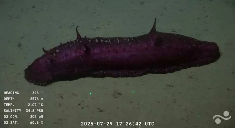 Violet Sea Cucumber