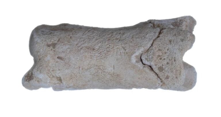 Ancient Egyptian Bone Whistle Featured