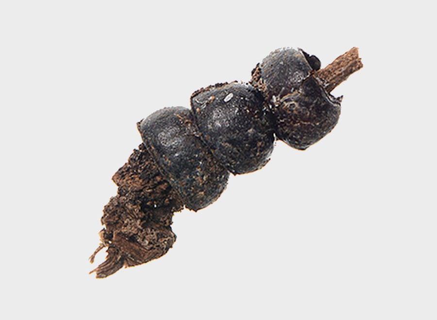 Ancient Polish Beetle Necklace