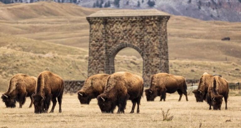Bison Herd In Yellowstone Featured