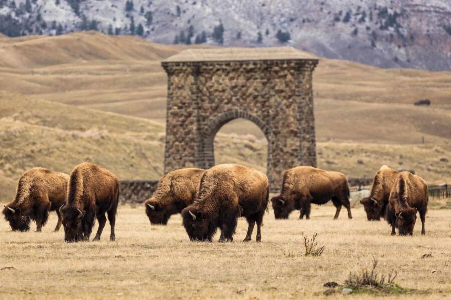 Yellowstone Bison Ecosystem