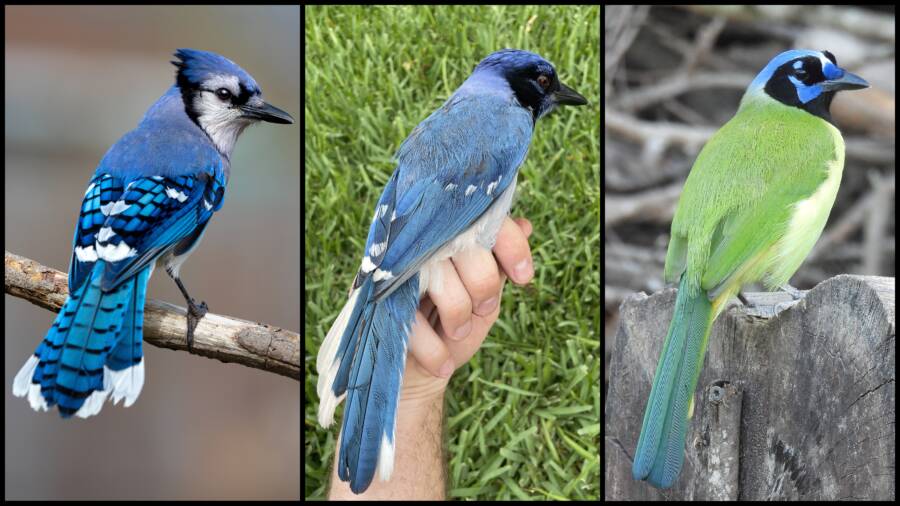 Blue Jay Green Jay Hybrid