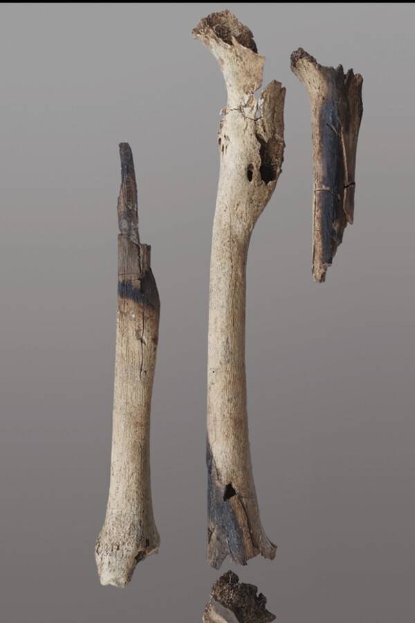 Prehistoric Bones With Burn Marks