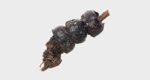 Featured Ancient Beetle Necklace