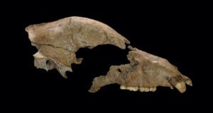 Featured Ancient Brown Bear Cranium