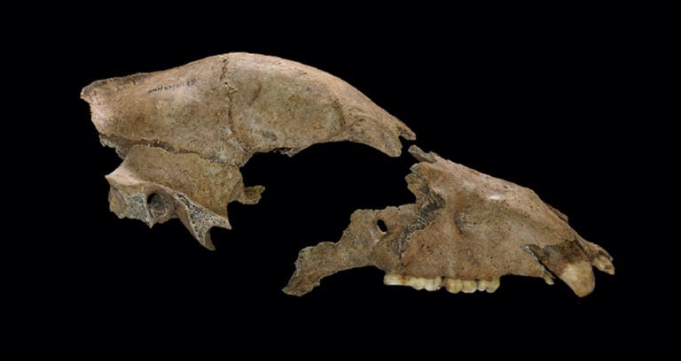 Featured Ancient Brown Bear Cranium