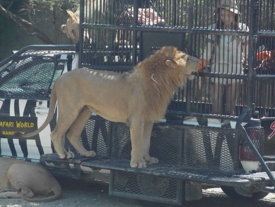 Feeding A Lion At Safari World