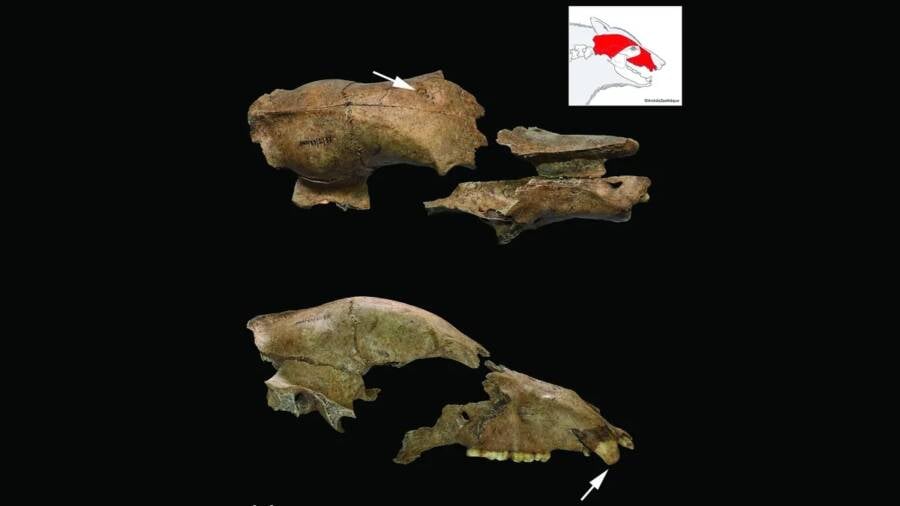 Brown Bear Skull Found At Roman Arena