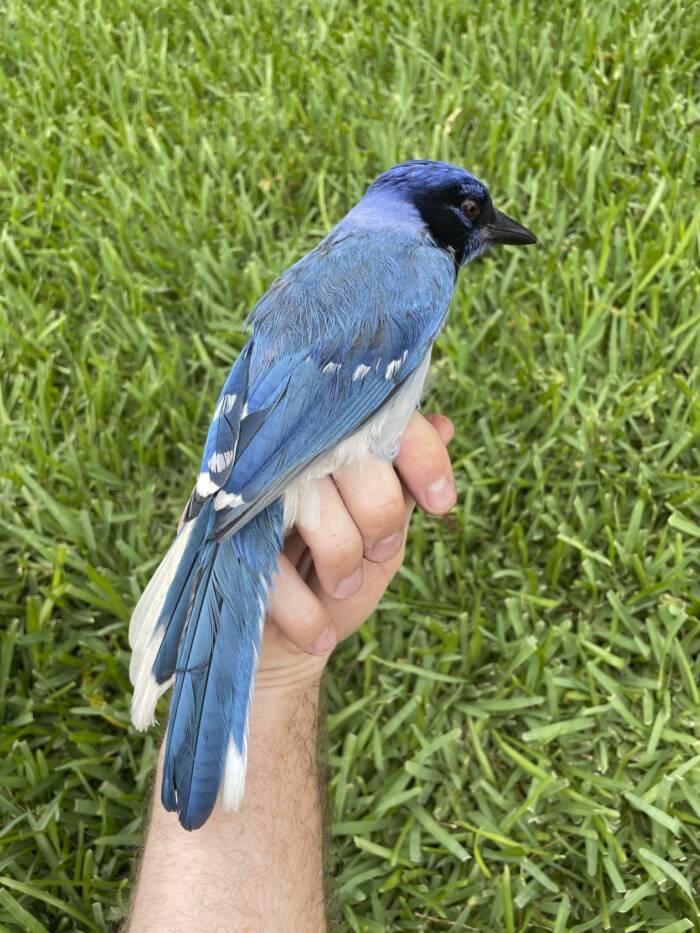 Grue Jay