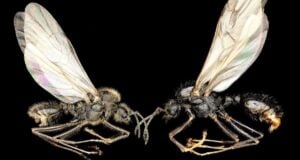 Harvester And Messor Ants Featured