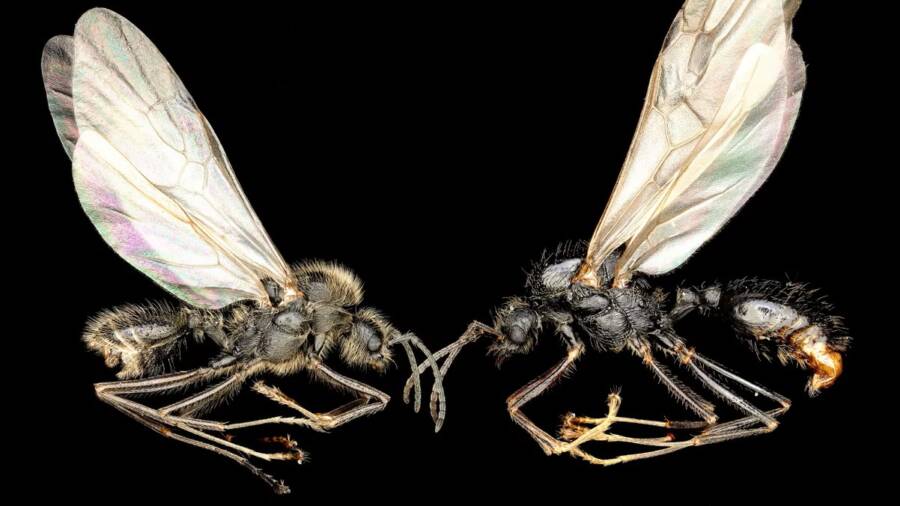 Messor Ibericus And Messor Structor