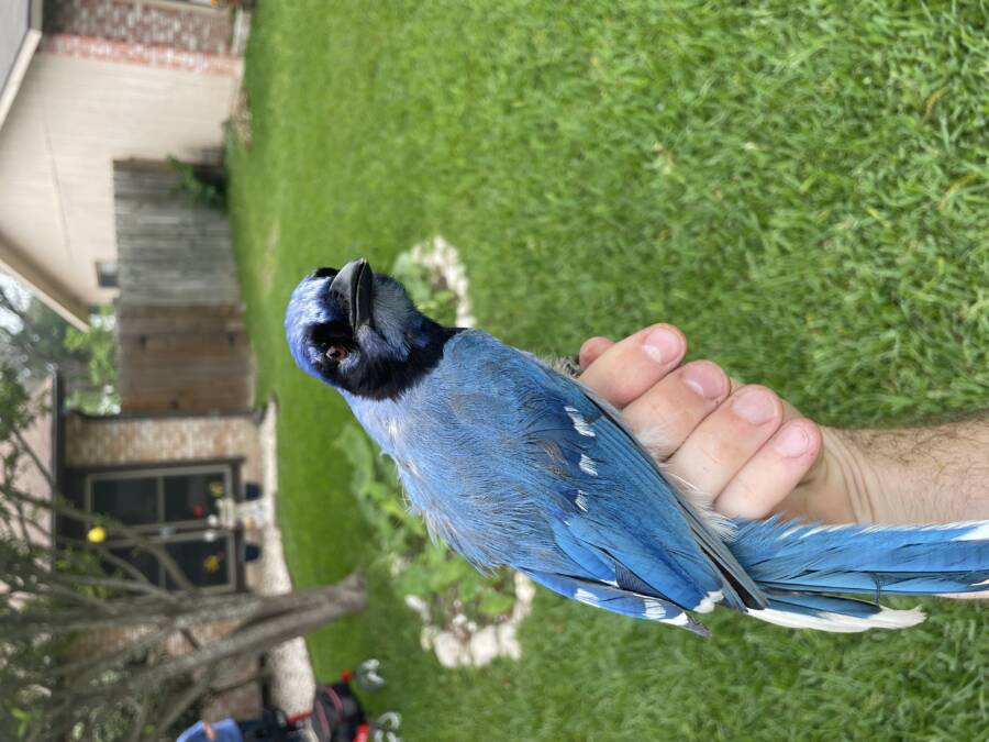 Hybrid Jay