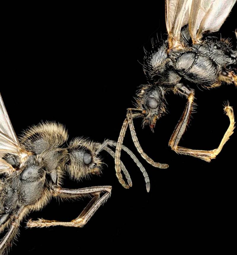Iberian Harvester Ants' Hair