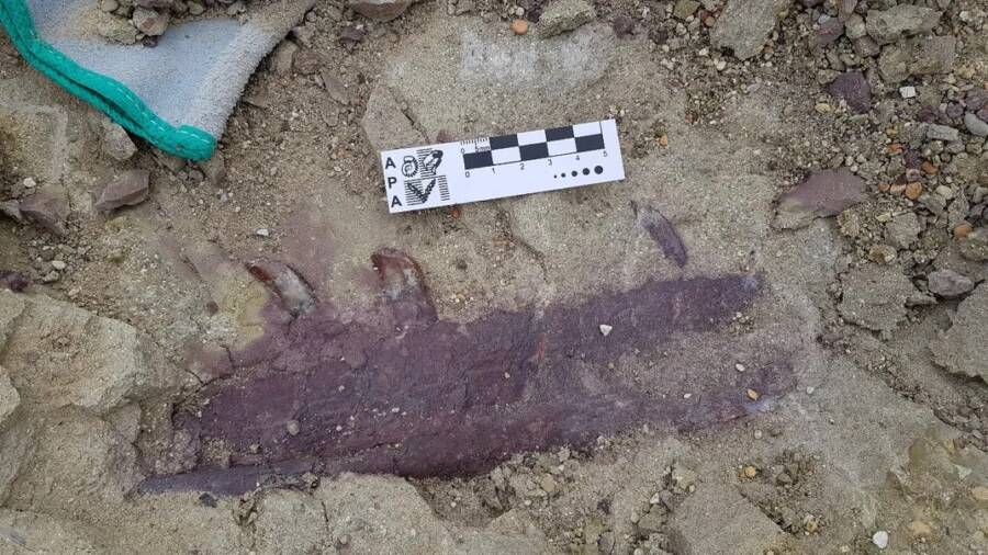 Joaquinraptor Casali Remains