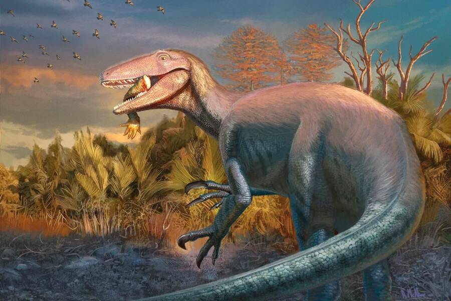 Joaquinraptor Casali