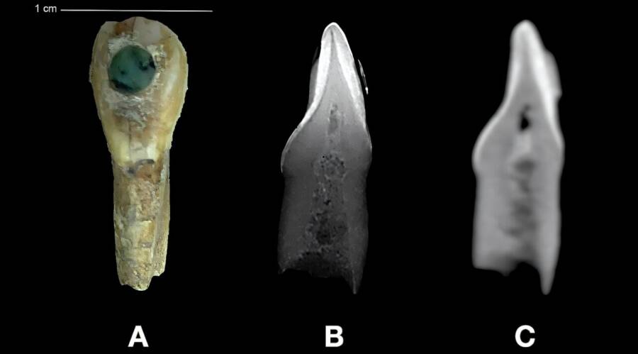 Left Incisor Maya Tooth