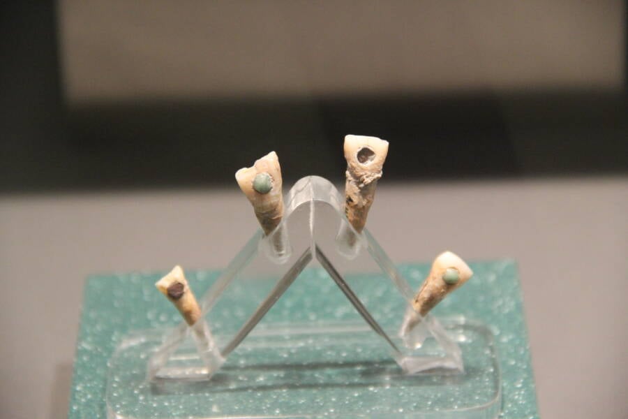 Maya Inlaid Teeth Example