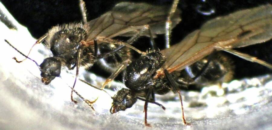 Ants Observed In A Colony