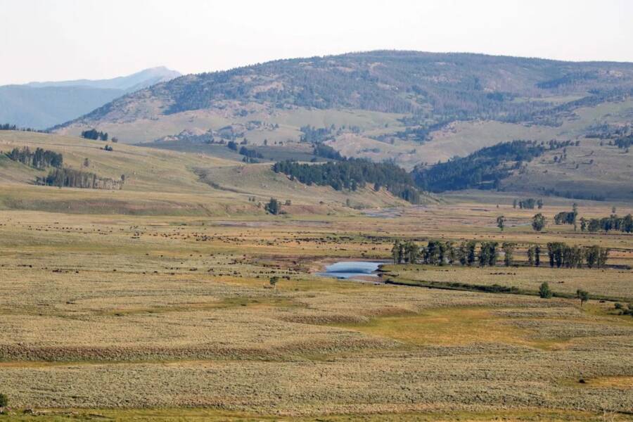 Migrating Bison Herds In Yellowstone