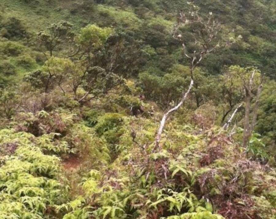 Mystery Man Near The Haiku Stairs