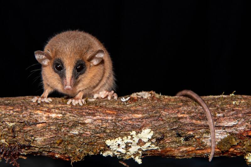 New Marmosa Chachapoya Marsupial