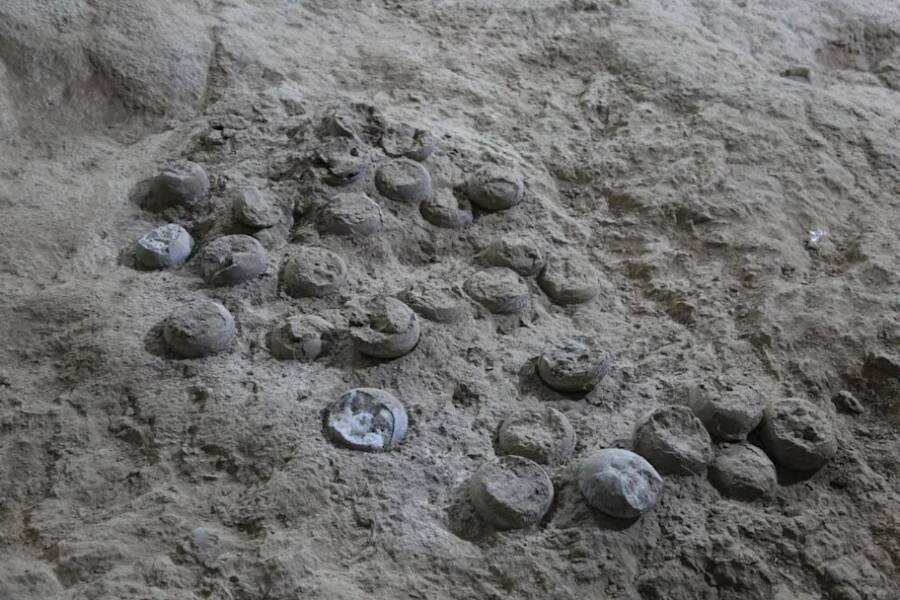 Placoolithus Tumiaolingensis Eggs