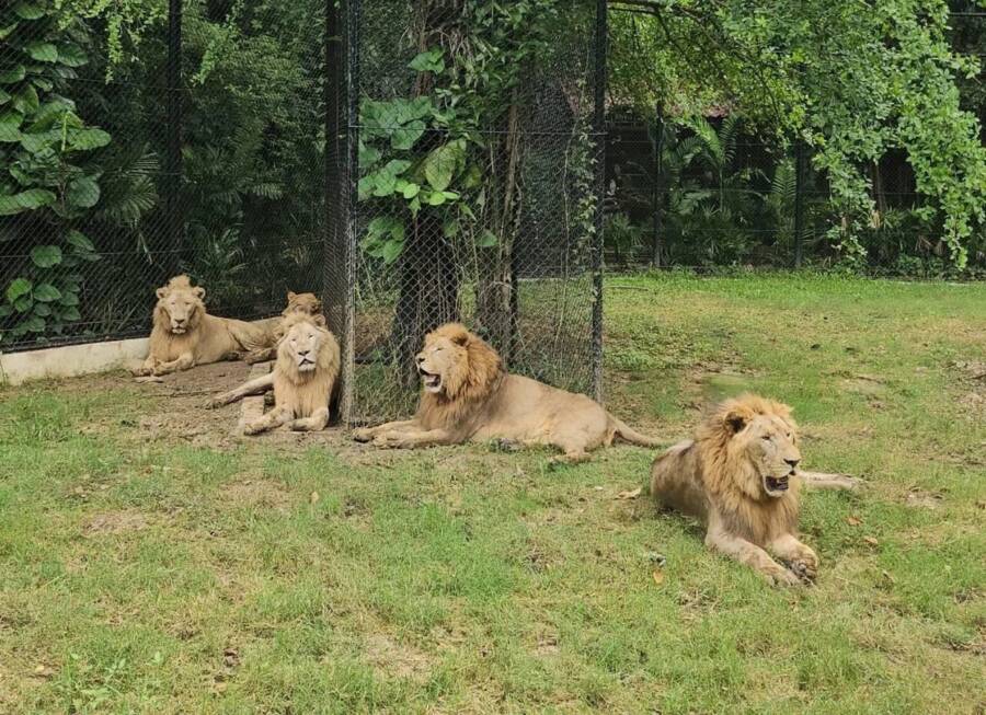 Safari World Bangkok Lions