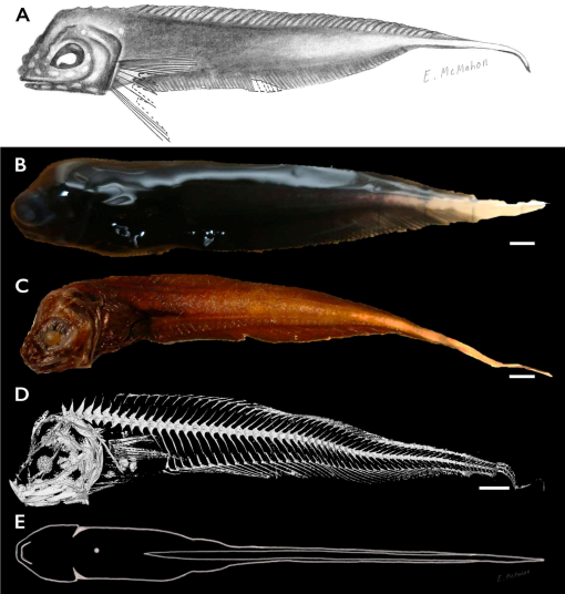 Sleek Snailfish