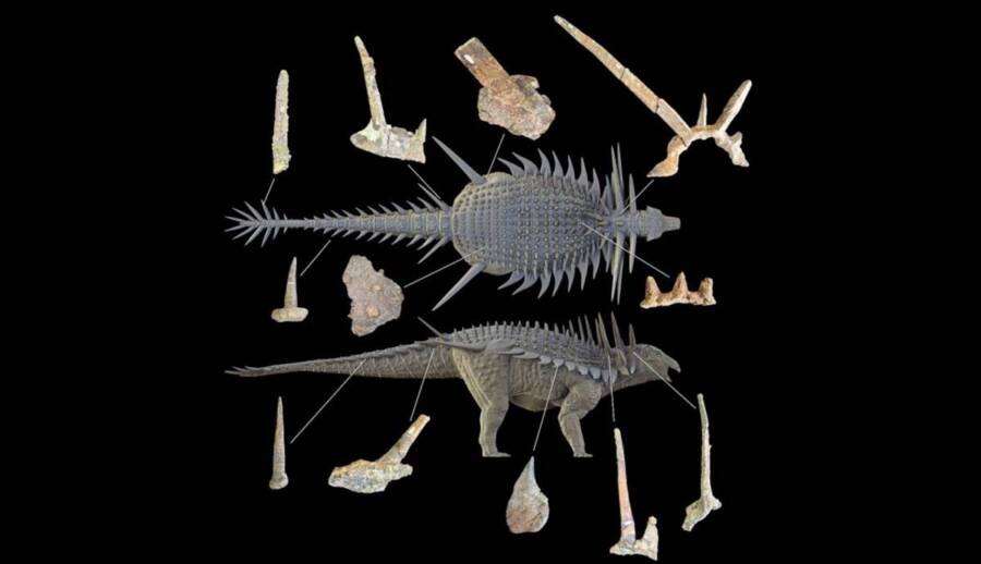 Spicomellus Afer Reconstruction
