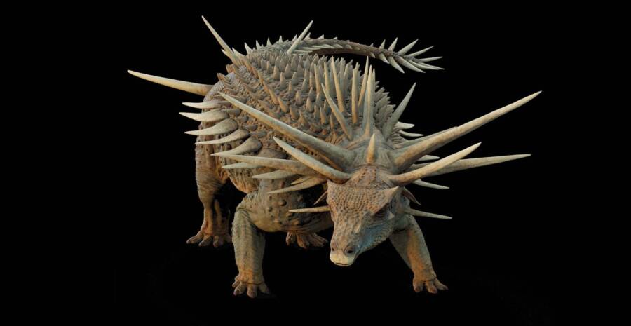 Spicomellus Afer