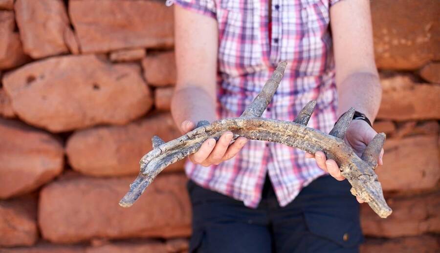 Susannah Maidment Holds Spicomellus Afer Bone
