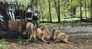 Thai Zookeeper Mauled By Lions Featured