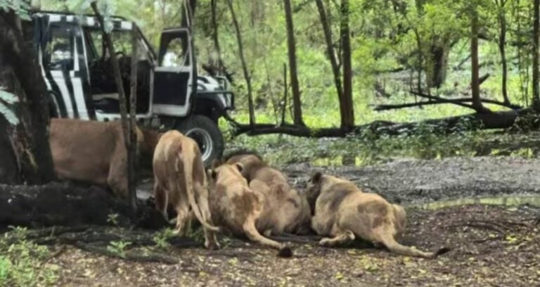 Thai Zookeeper Mauled By Lions Featured