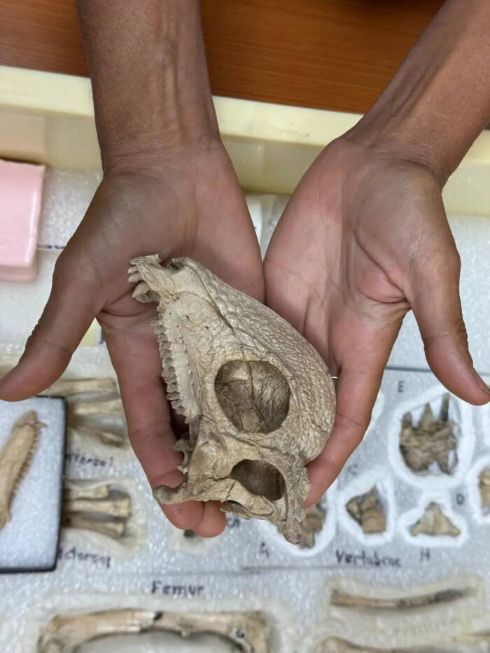 Zavacephale Rinpoche Skull