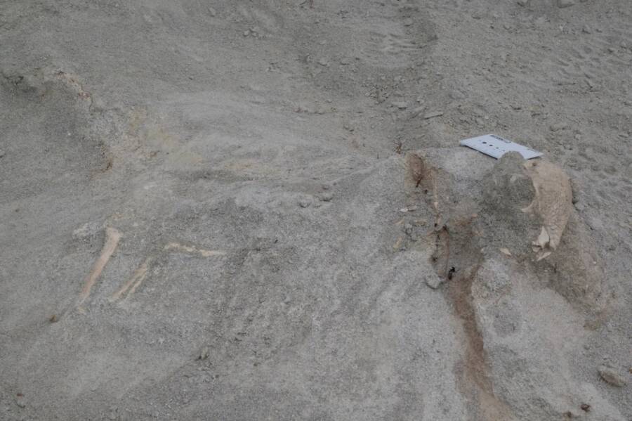 Zavacephale Rinpoche Specimen