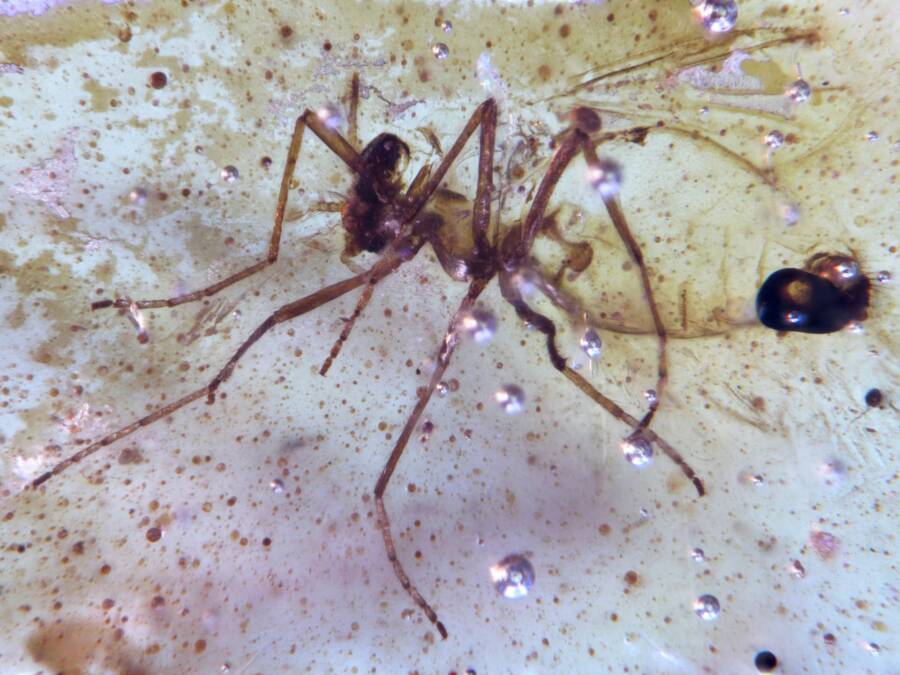 Prehistoric Fly In Amber