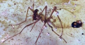 112 Million Year Old Insects Ecuador Featured