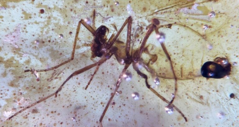 112 Million Year Old Insects Ecuador Featured