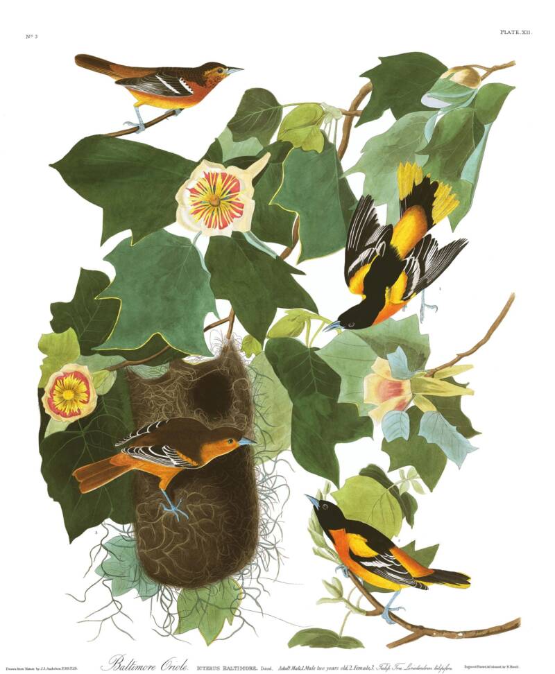 Baltimore Oriole