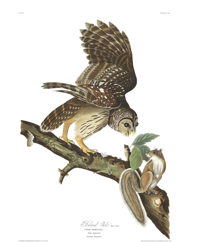 Barred Owl
