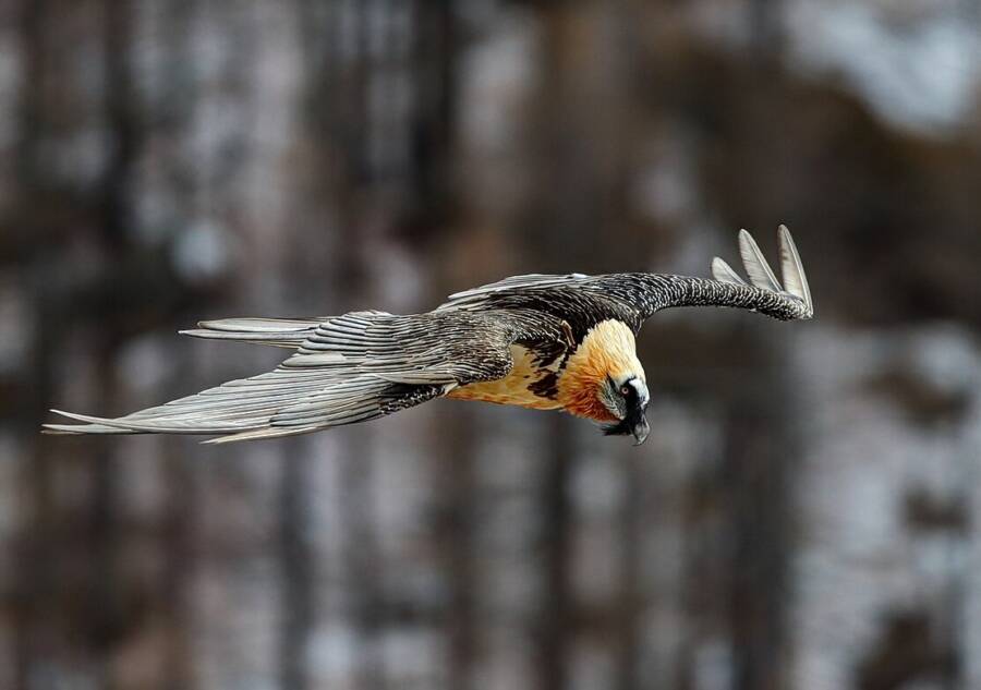 Bearded Vulture In Flight