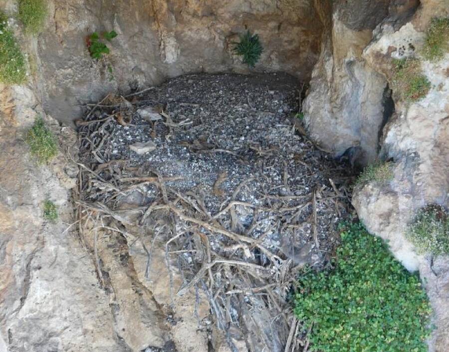 Bearded Vulture Nest In Spain
