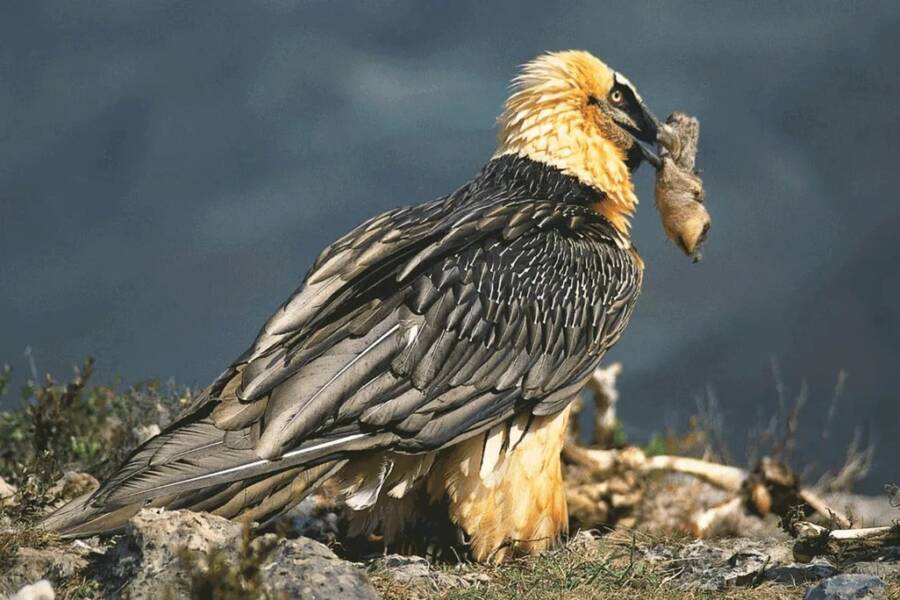 Bearded Vulture
