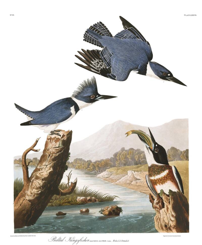 Belted Kingfisher