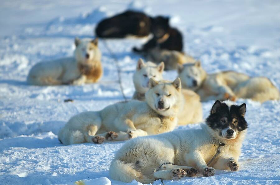 Danish Sled Dogs In Alert