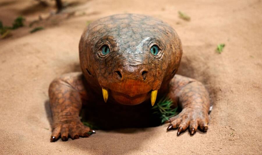 Dicynodont Life Sized Model