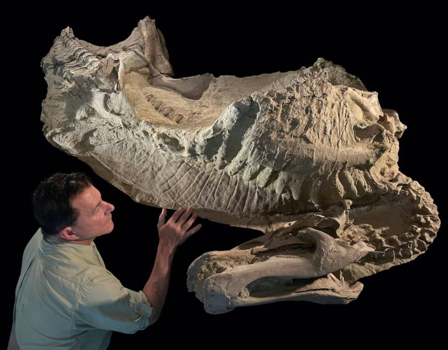 Dinosaur Mummy Fossil