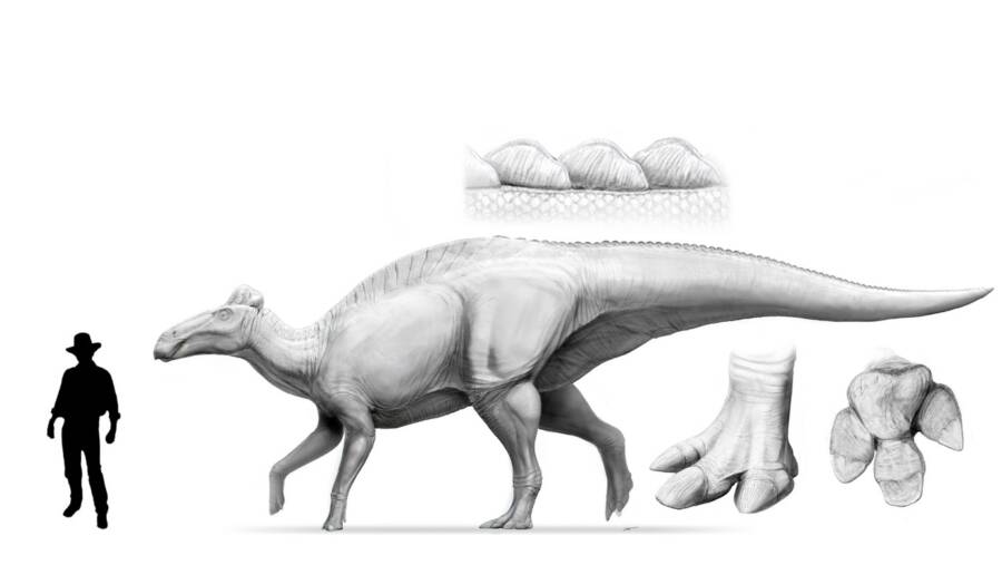 Edmontosaurus Annectens Reconstruction