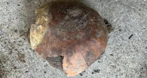 Featured Ancient Skull In Indiana