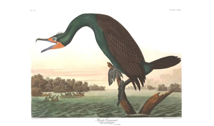 Florida Cormorant